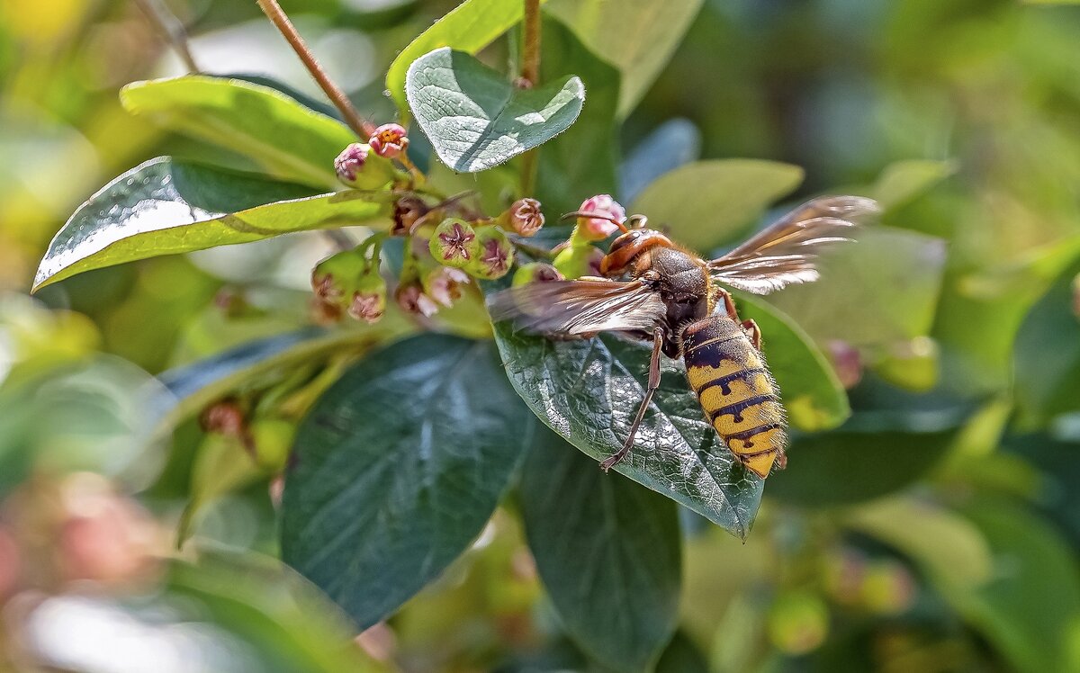 Шершень - Валерий Иванович Шершень - Валерий Иванович
