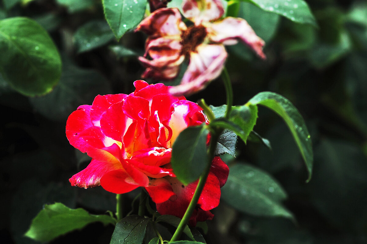 Королева - Юрий Гайворонскiий