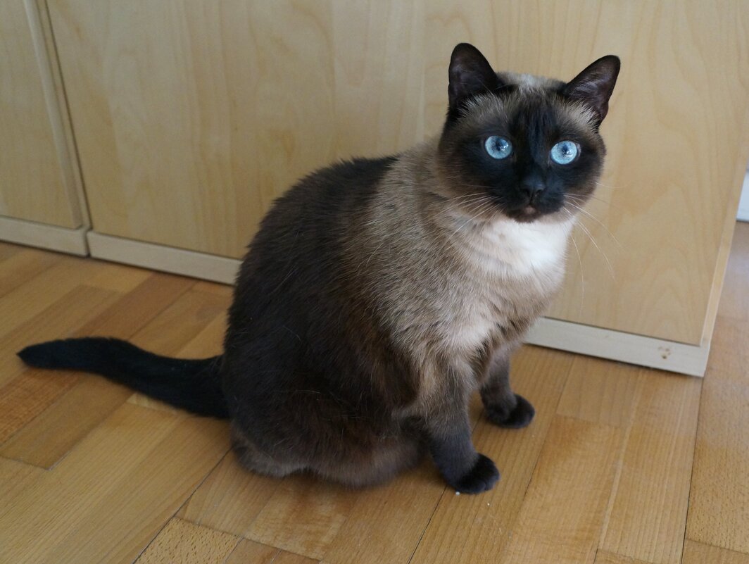 Туся - Алёна Савина