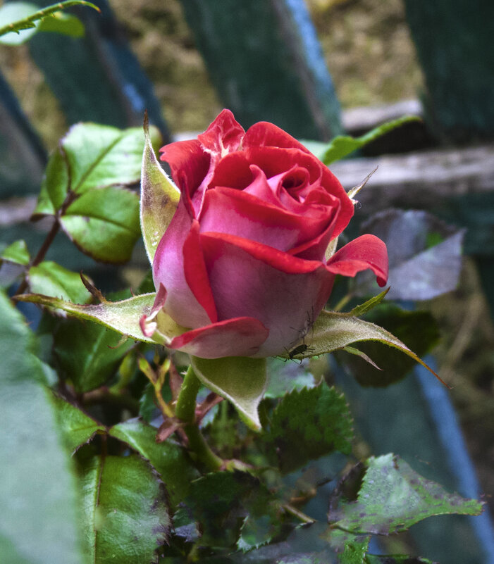 Бутон розы,Руби  Стар - Валентин Семчишин