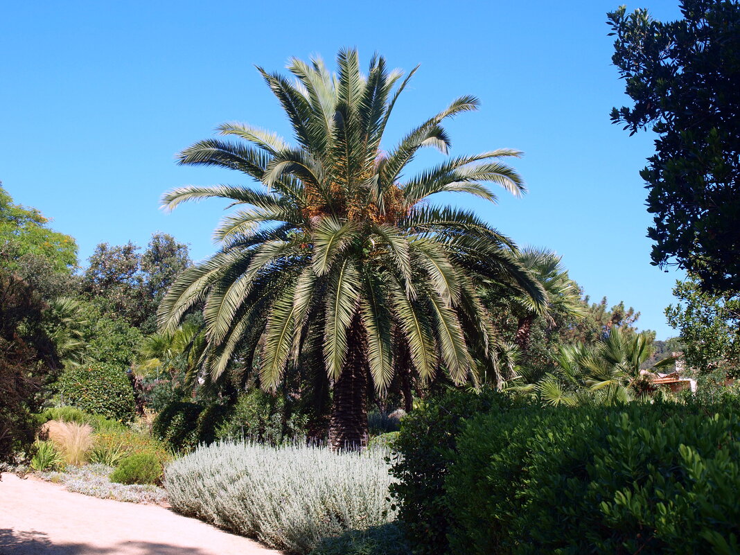 Барселона. - Владимир Драгунский