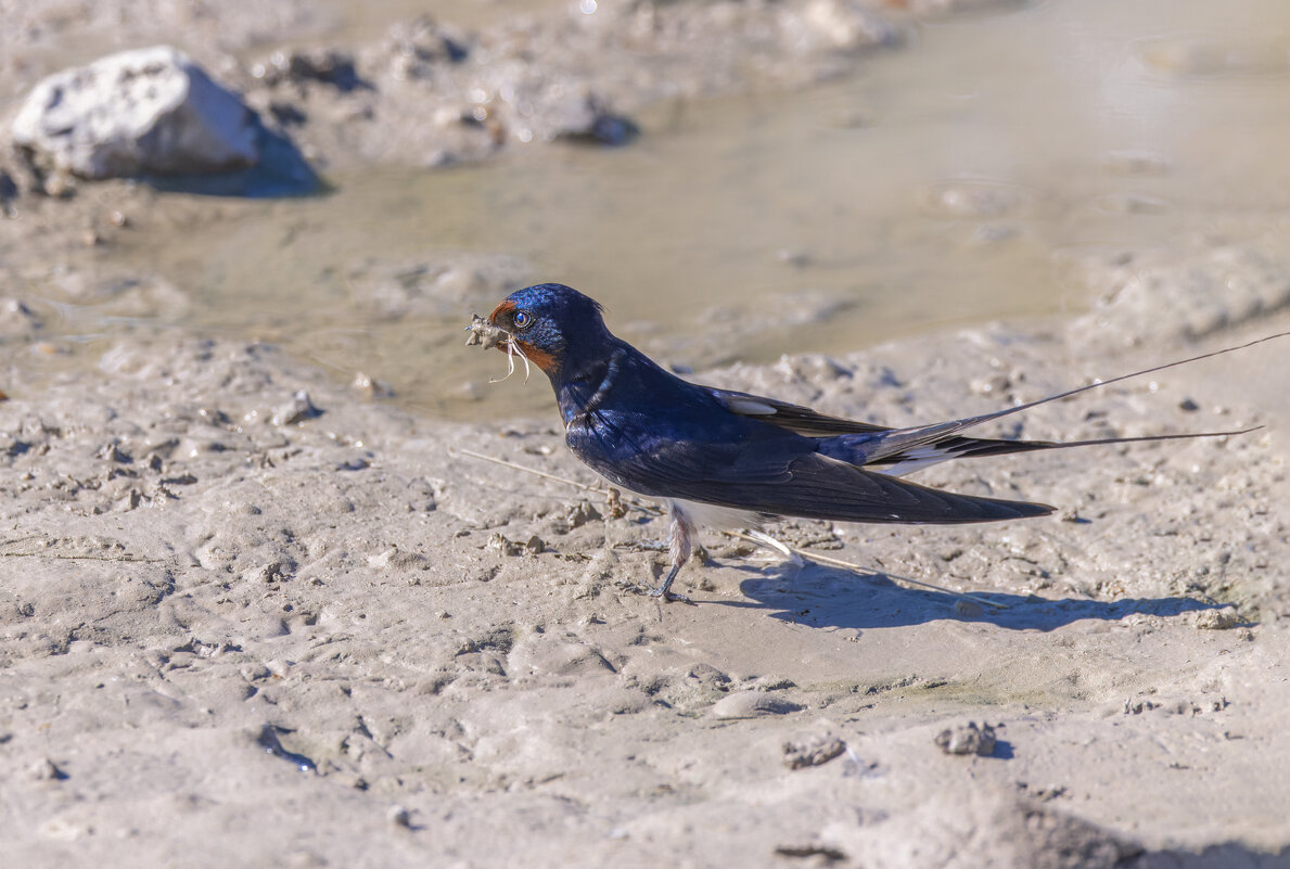 ласточки - юрий макаров