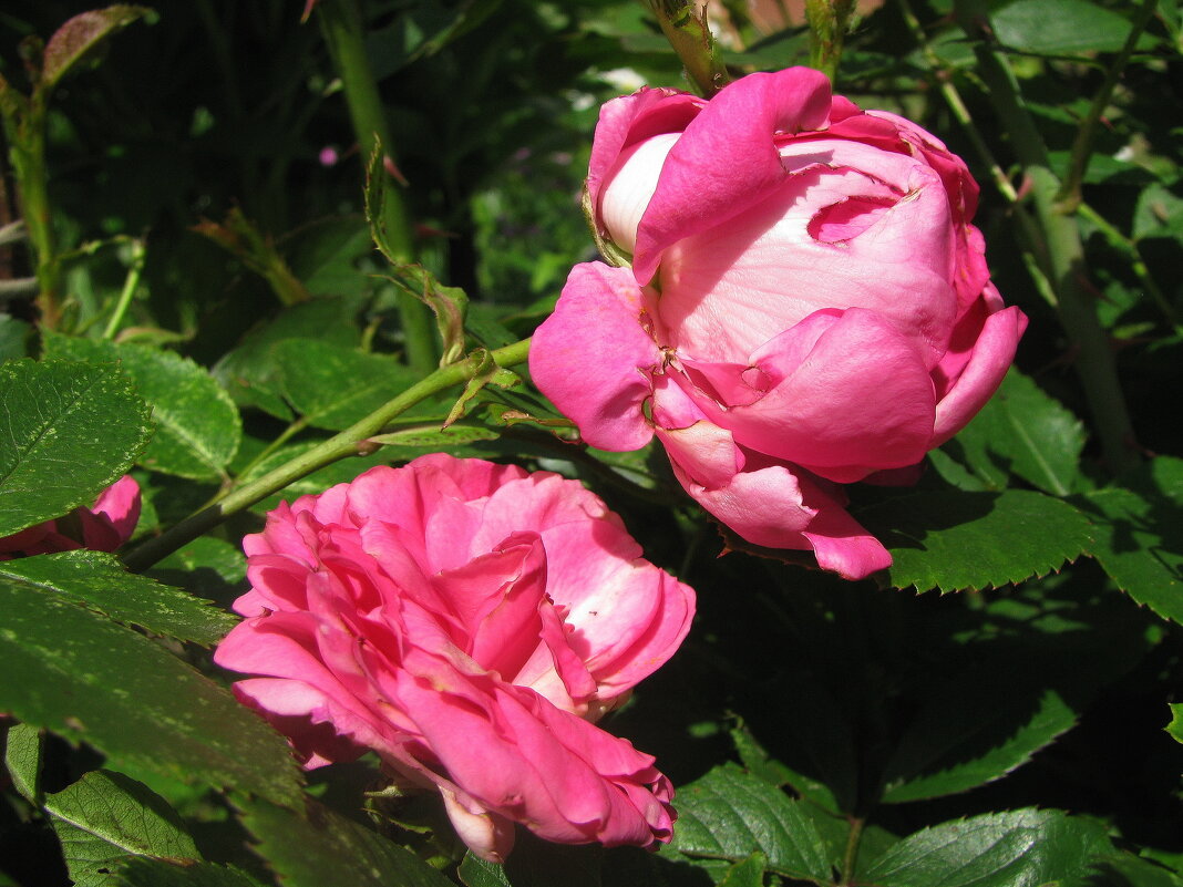 Нежные красавицы - Людмила Смородинская