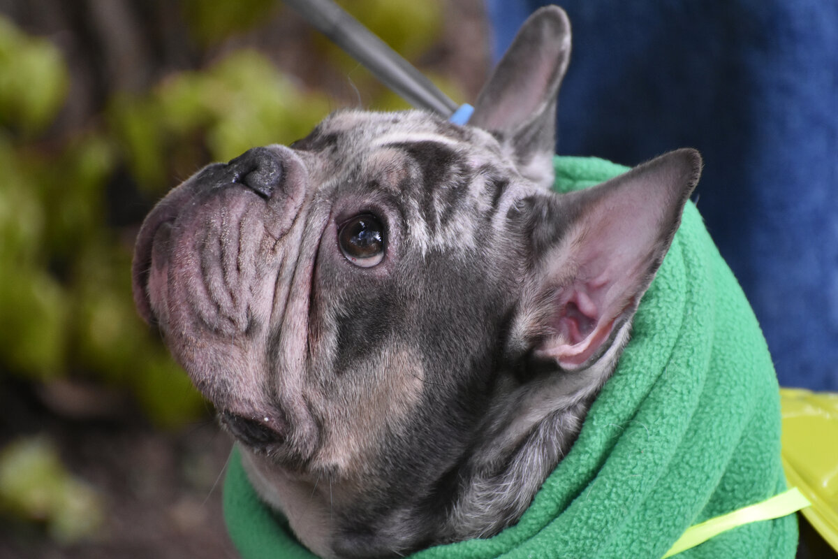 Москва. Парад французских бульдогов в усадьбе «Воронцово». - Наташа *****