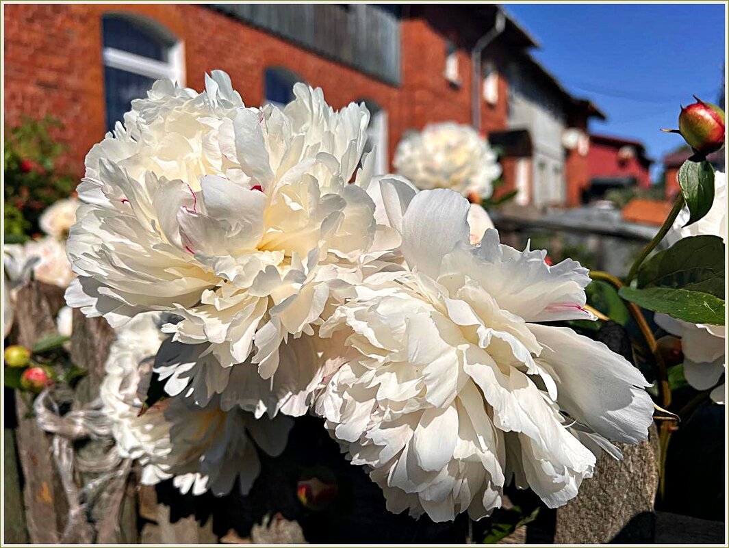 В палисаднике. - Валерия Комова