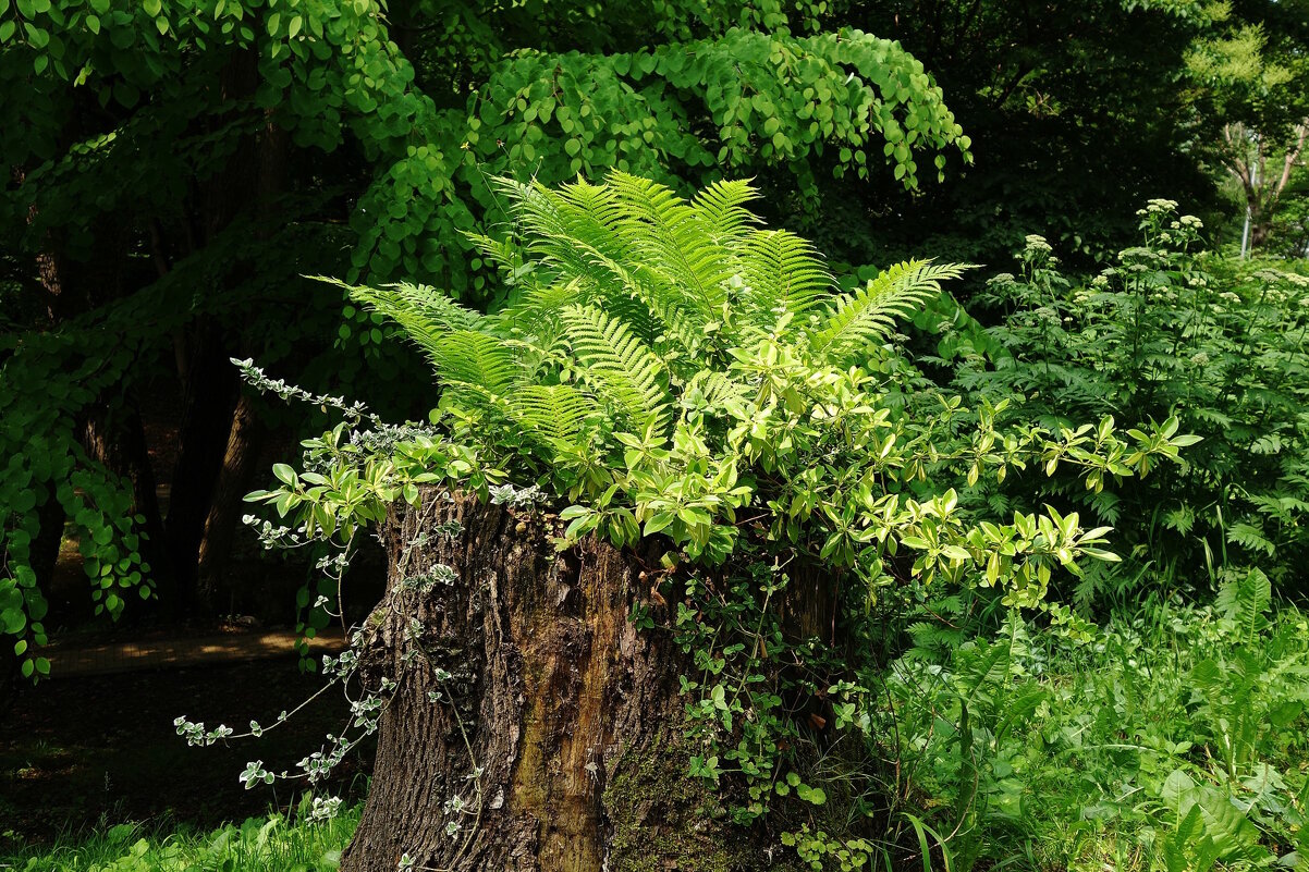 Страусник обыкновенный - Рита Симонова