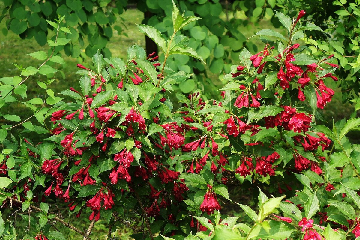 Вейгела - Рита Симонова