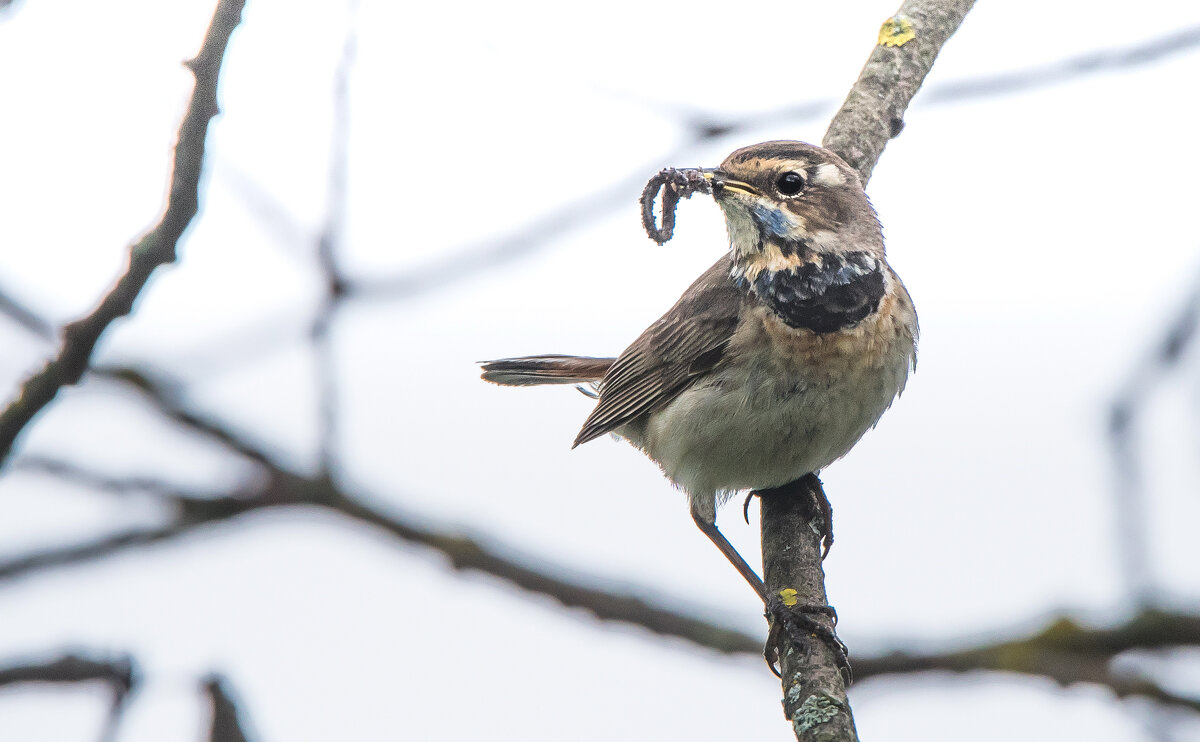 Варакушка (самка). - Владимир Безбородов