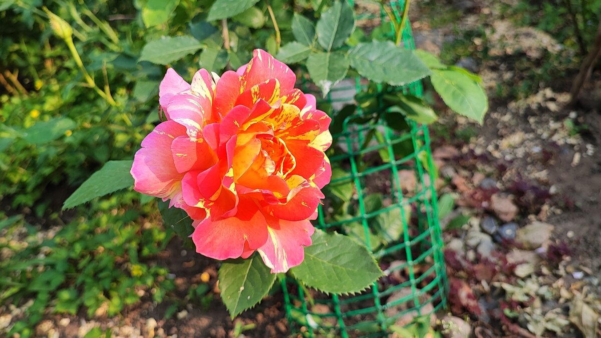 ,,, - Сергей Тимоновский