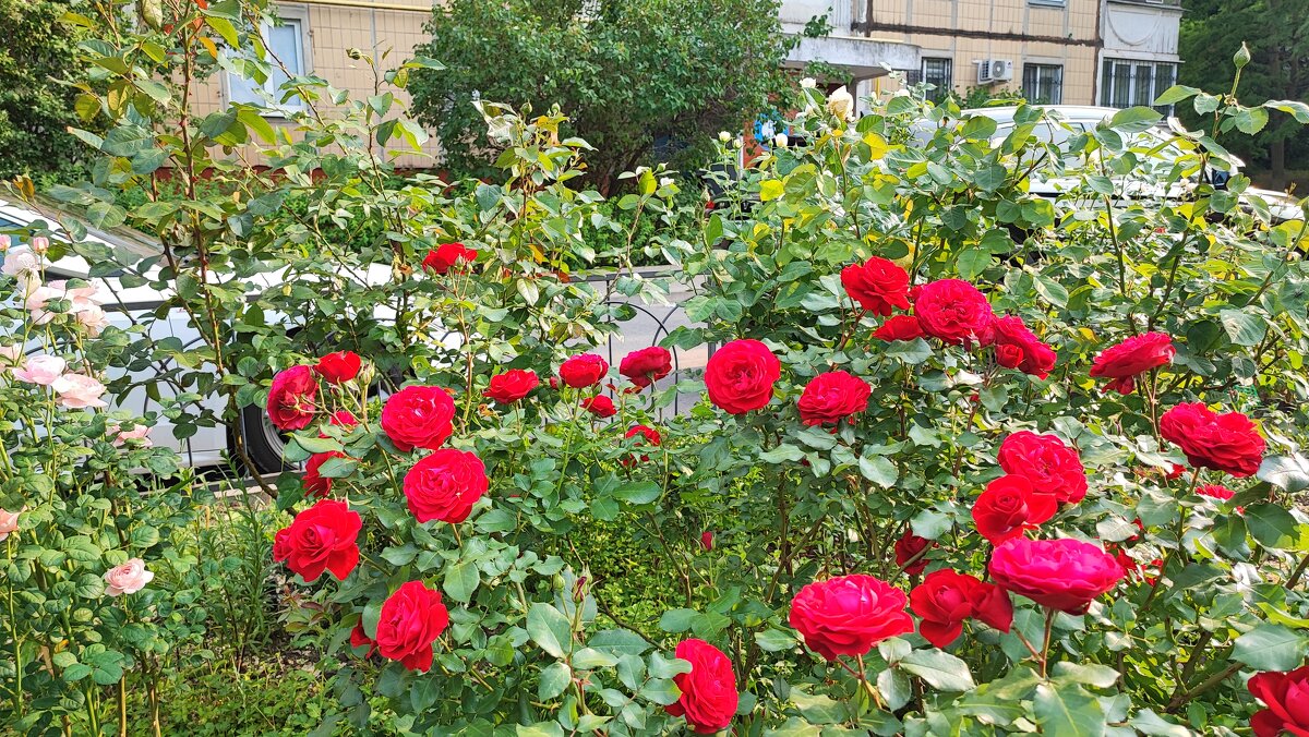 ,,, - Сергей Тимоновский