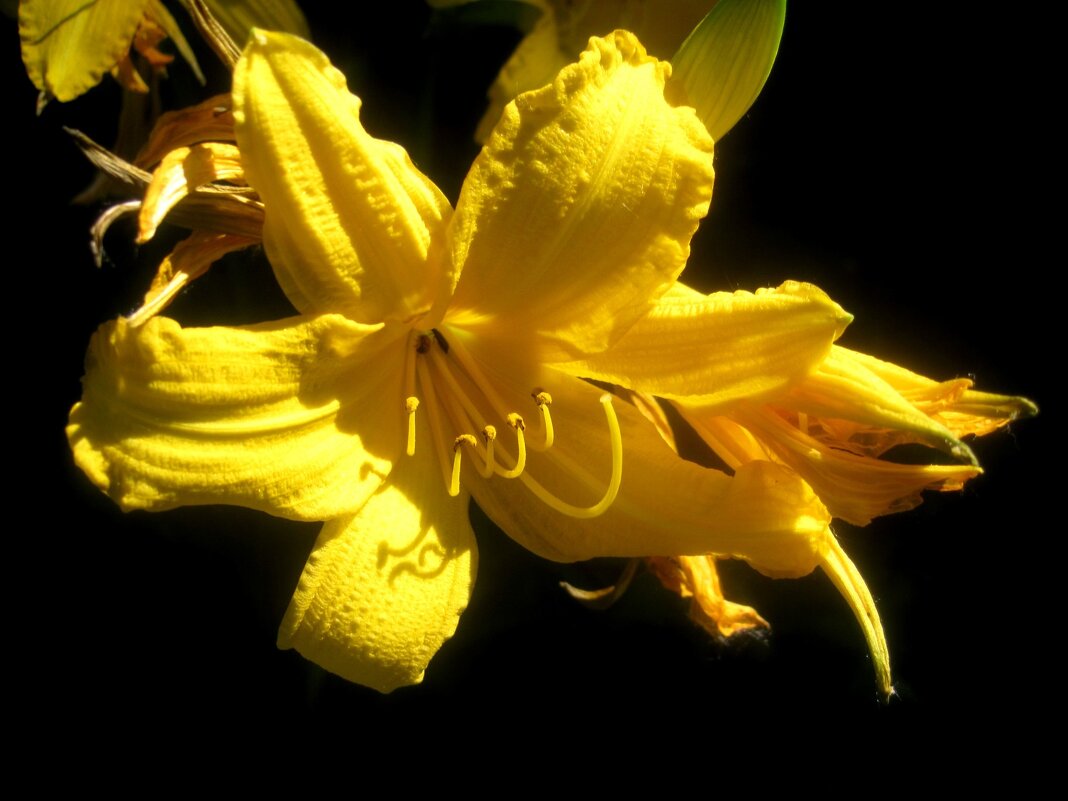 Солнечный Ли... - Елена Семигина