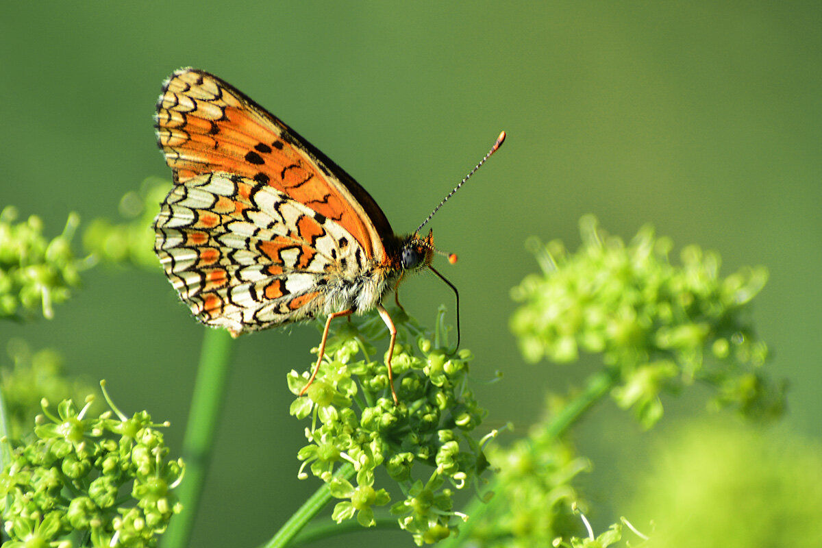 Бабочка - Геннадий Супрун