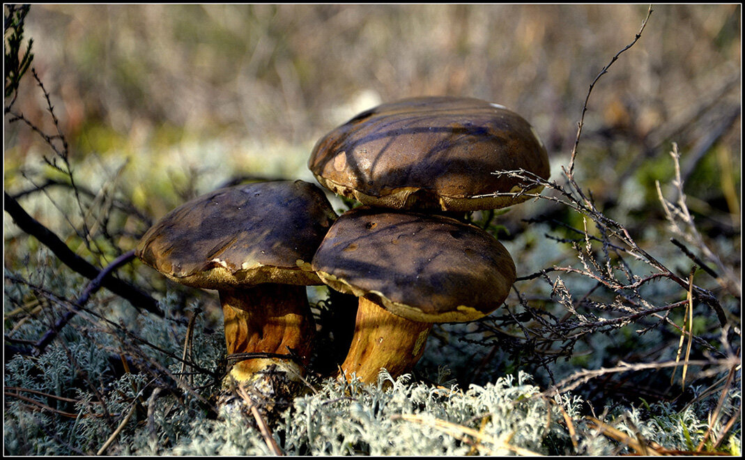 Семейка - Aleksandr Gal