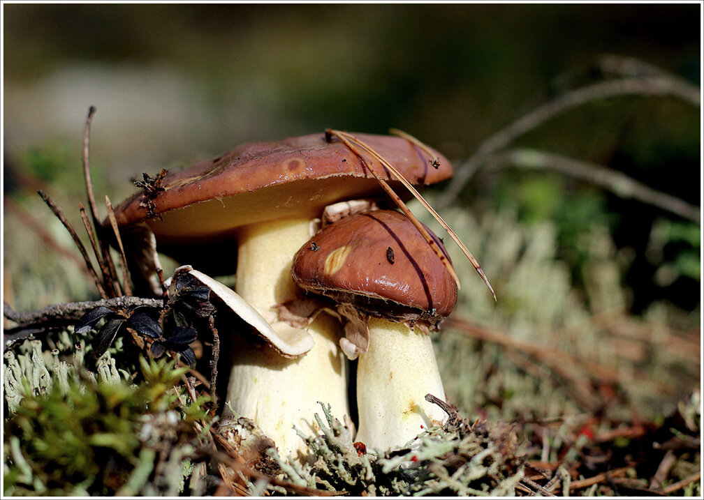 Сладкая парочка маслят... - Aleksandr Gal