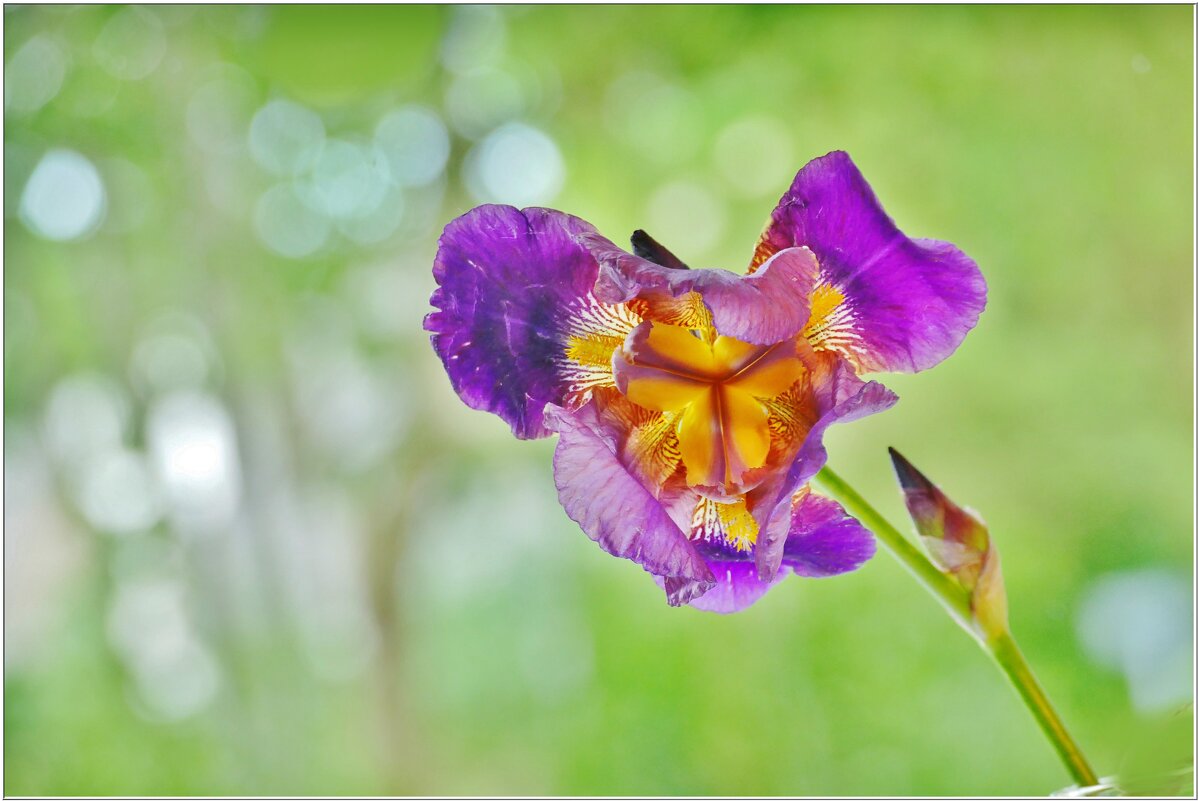 ИРИС... - Elvira E. 