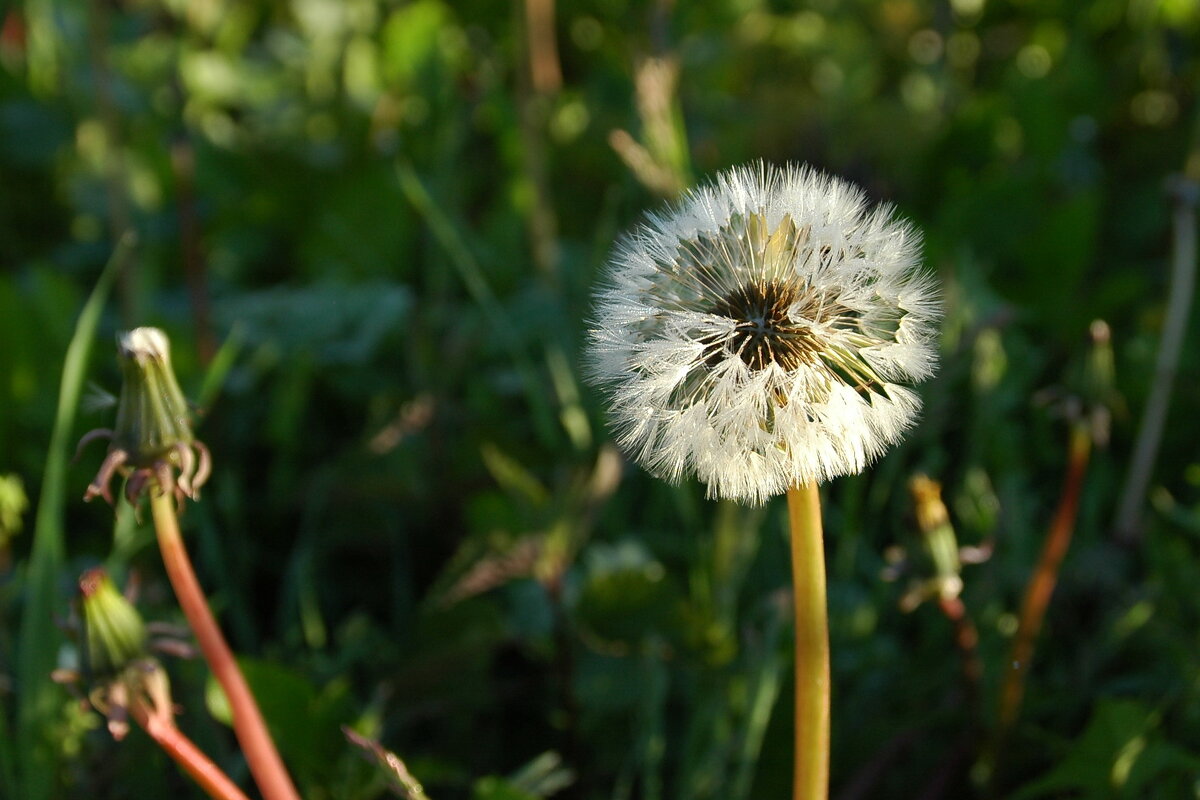 ... - Елена Пономарева