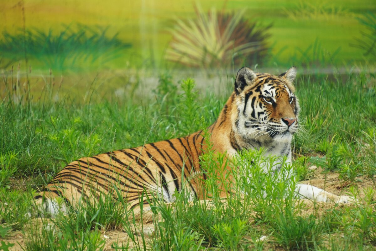 Кис-кис - Павел Fotoflash911 Никулочкин