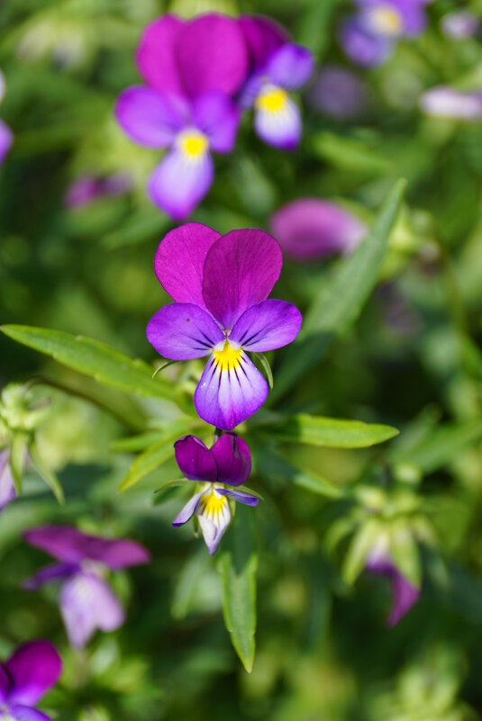 Фиалки - Наталия Григорьева Фиалки - Наталия Григорьева
