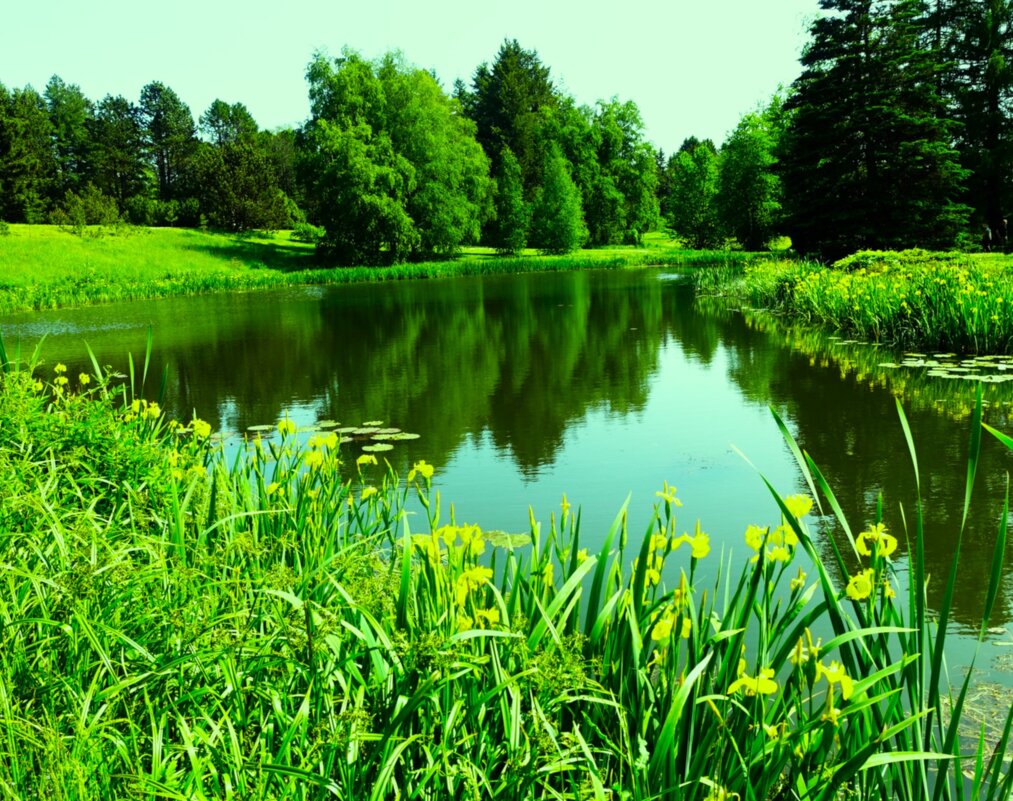 Цветение касатиков вокруг небольшого озера - Aida10 
