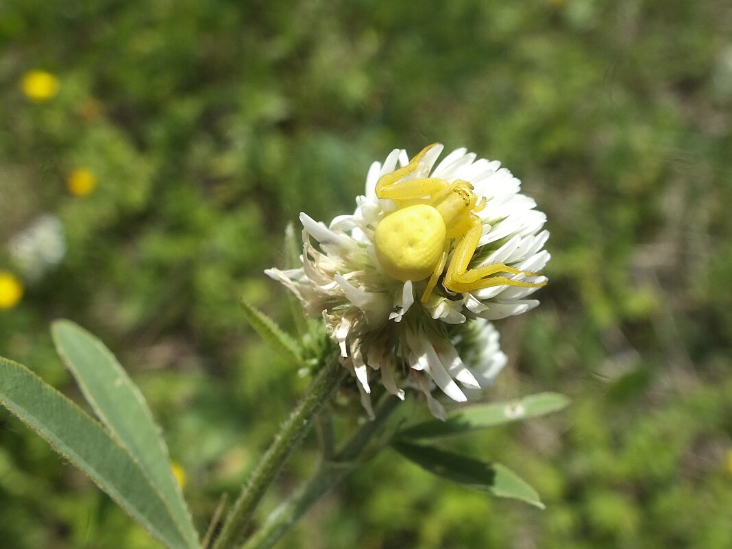 ** - Зоя Мишина