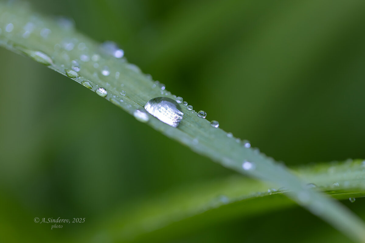 Капля на листке лилейника - Александр Синдерёв