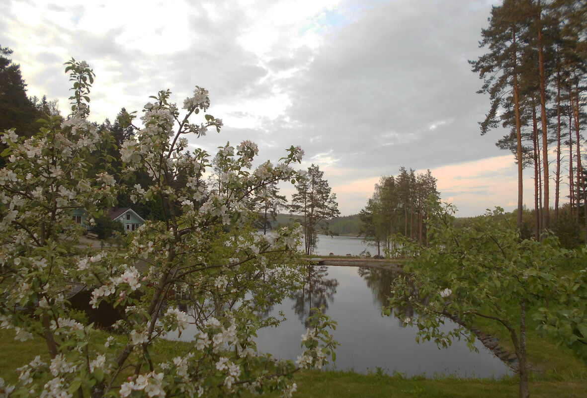 Яблоня - Vyacheslav Gordeev