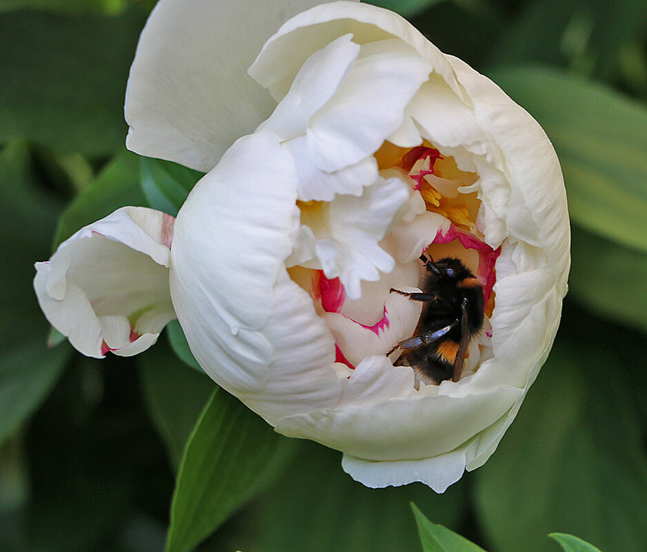 Наелся и спать завалился в колыбельке! - Светлана Наелся и спать завалился в колыбельке! - Светлана