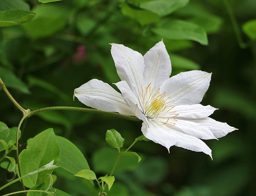 Июньский клематис - Светлана 