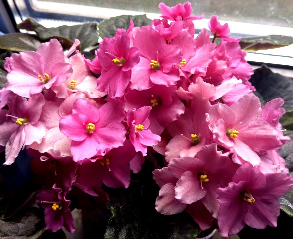 Букет фиалки - Елена Семигина Букет фиалки - Елена Семигина