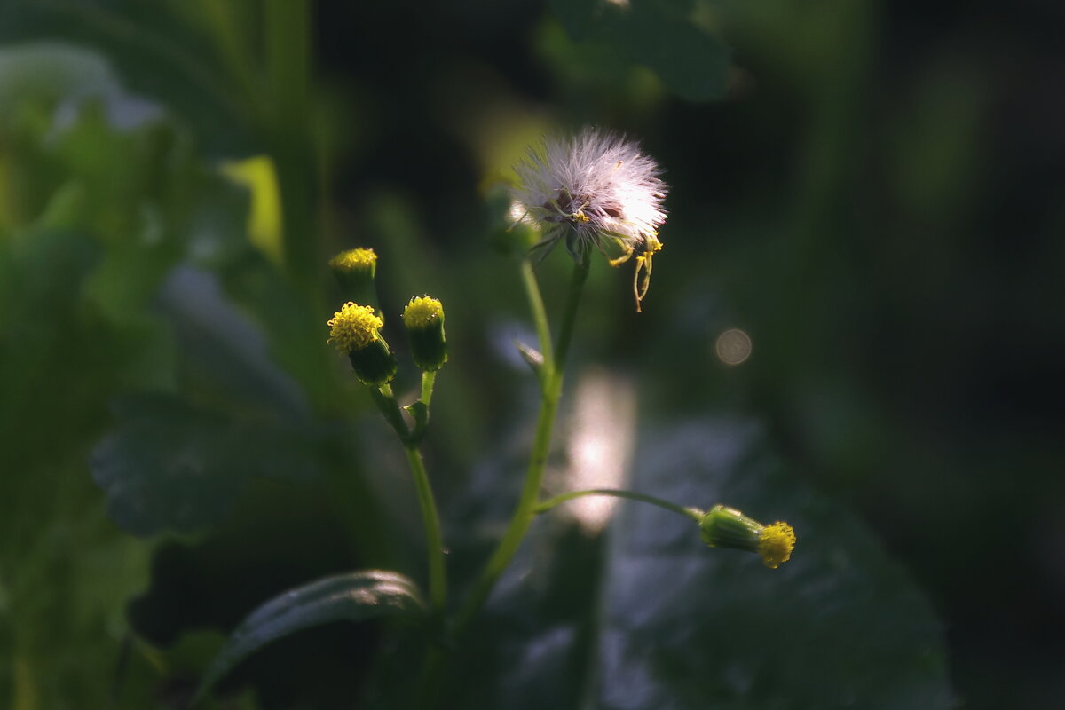 Одуванчики - Сергей Швечков