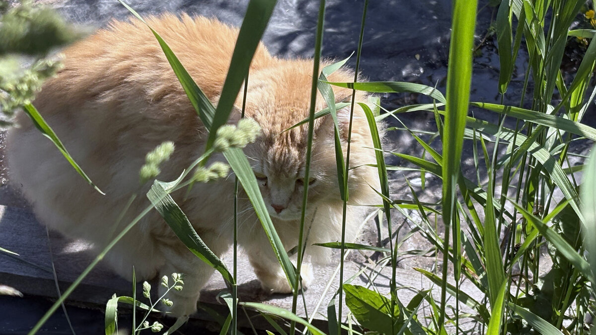 гость на фазенде. притопал в теньке полежать - Иннокентий Авдонин гость на фазенде. притопал в теньке полежать - Иннокентий Авдонин