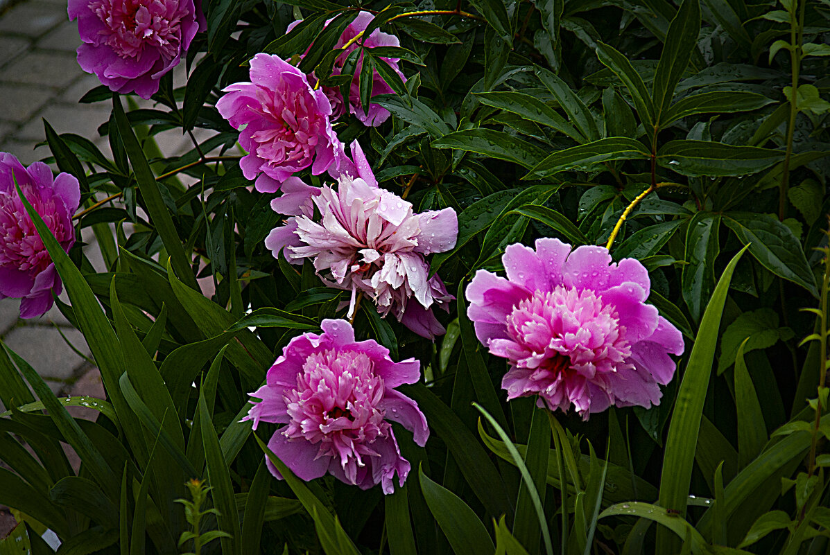 Пионы после дождя - Владимир Кроливец
