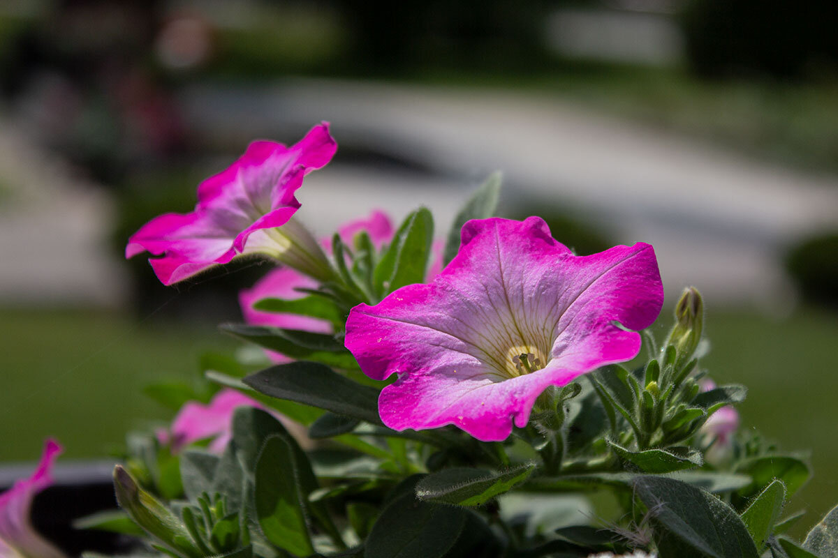 Петуния - Александр Трухин