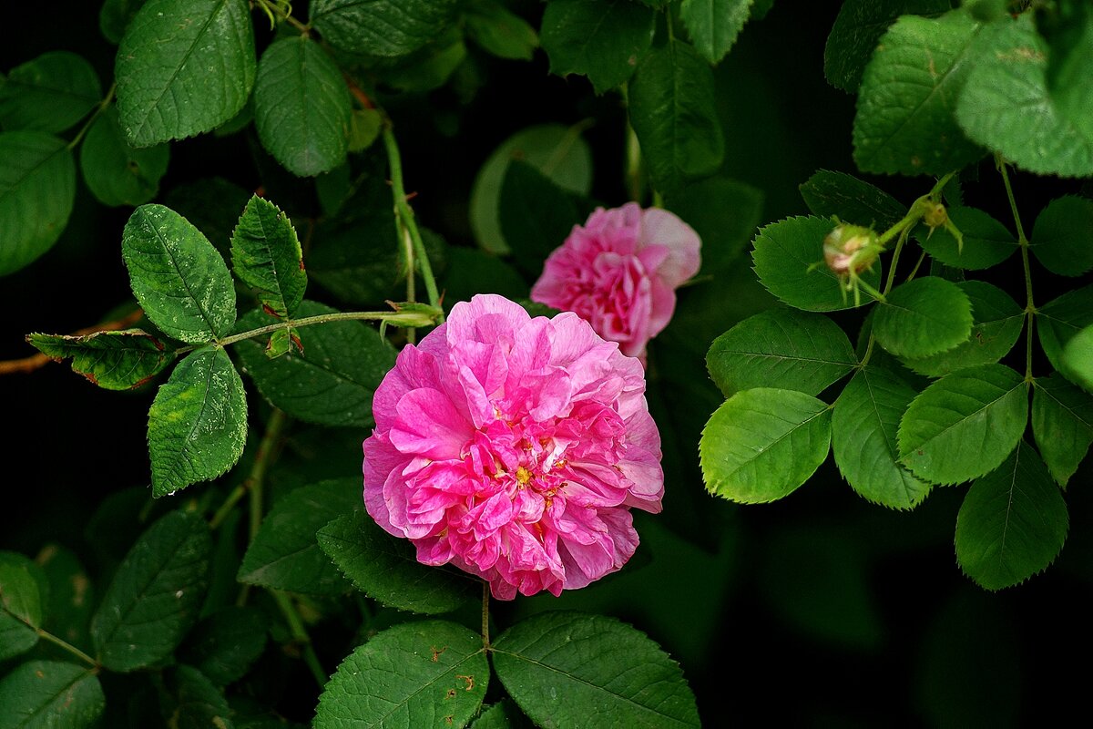 *** - Леонид leo