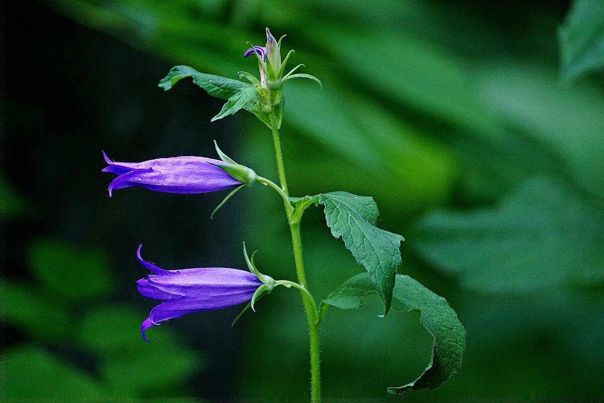 *** - Леонид leo *** - Леонид leo