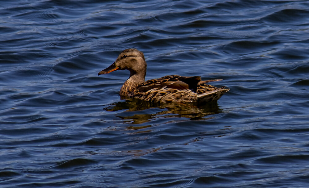Утка - Светлана SvetNika17 Утка - Светлана SvetNika17