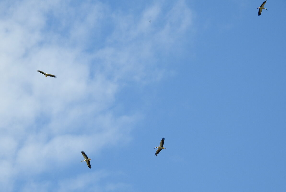 аисты - ИННА ПОРОХОВА