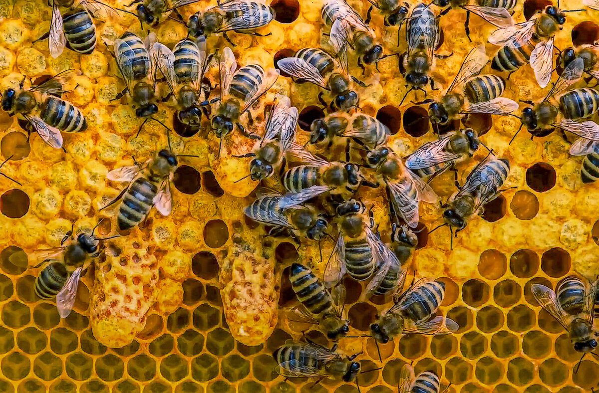 Пчелиные соты - Aleksey Afonin