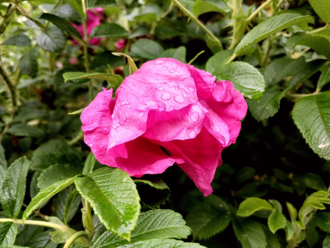 После дождя... - Лия ☼