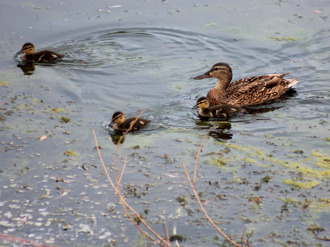 Семейка - victor Lion