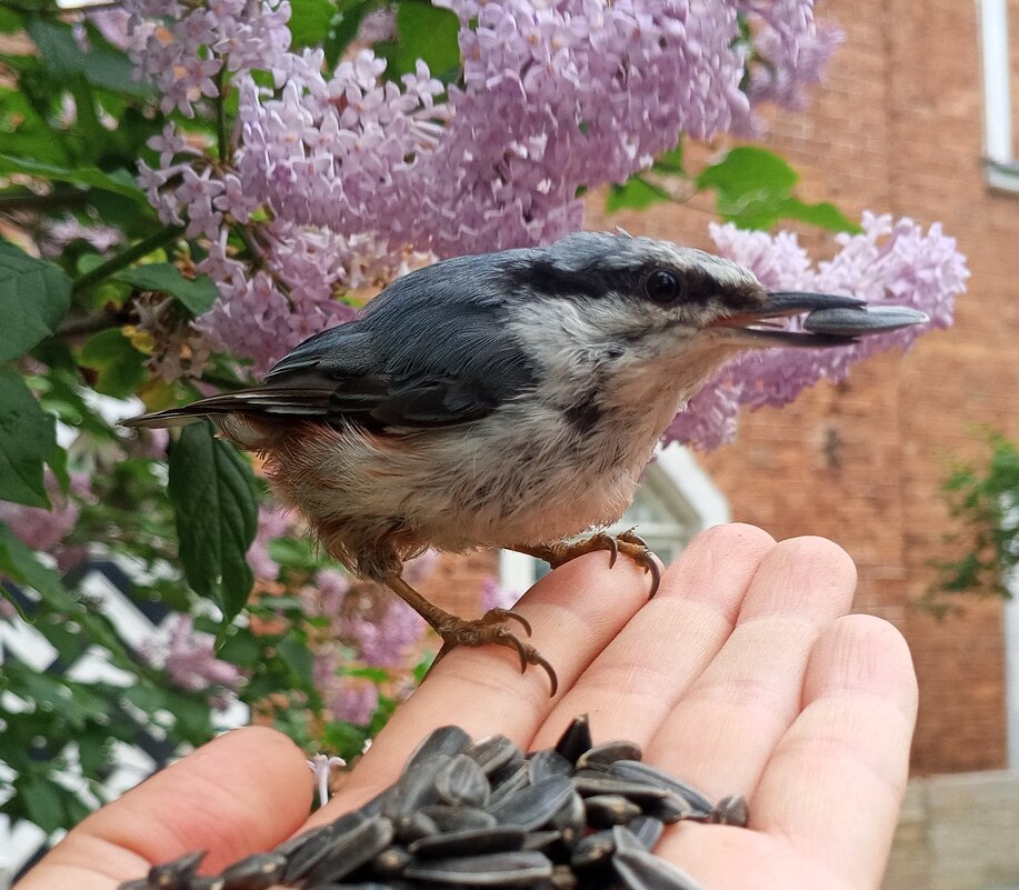 Поползень - Сапсан 