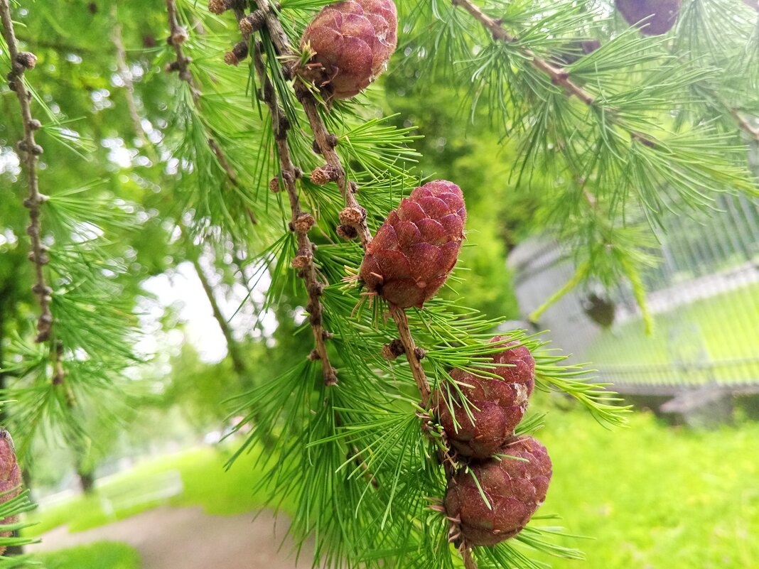 Лиственница - Сапсан 