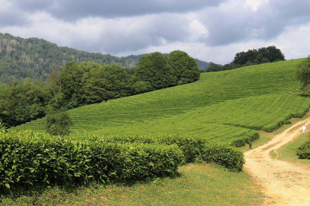Чайные плантации-2 - Александр Николаев