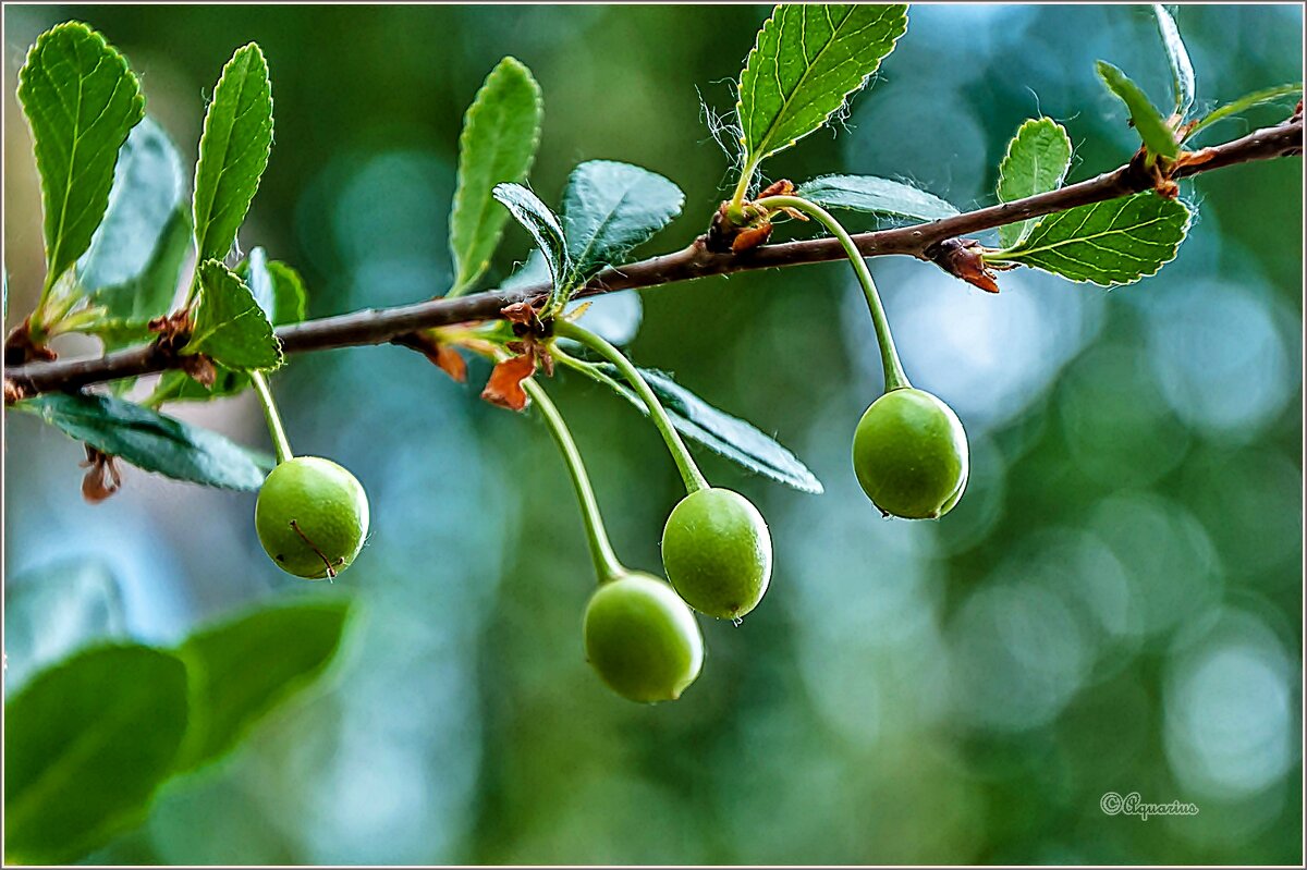 Уральская вишня - Aquarius - Сергей Уральская вишня - Aquarius - Сергей