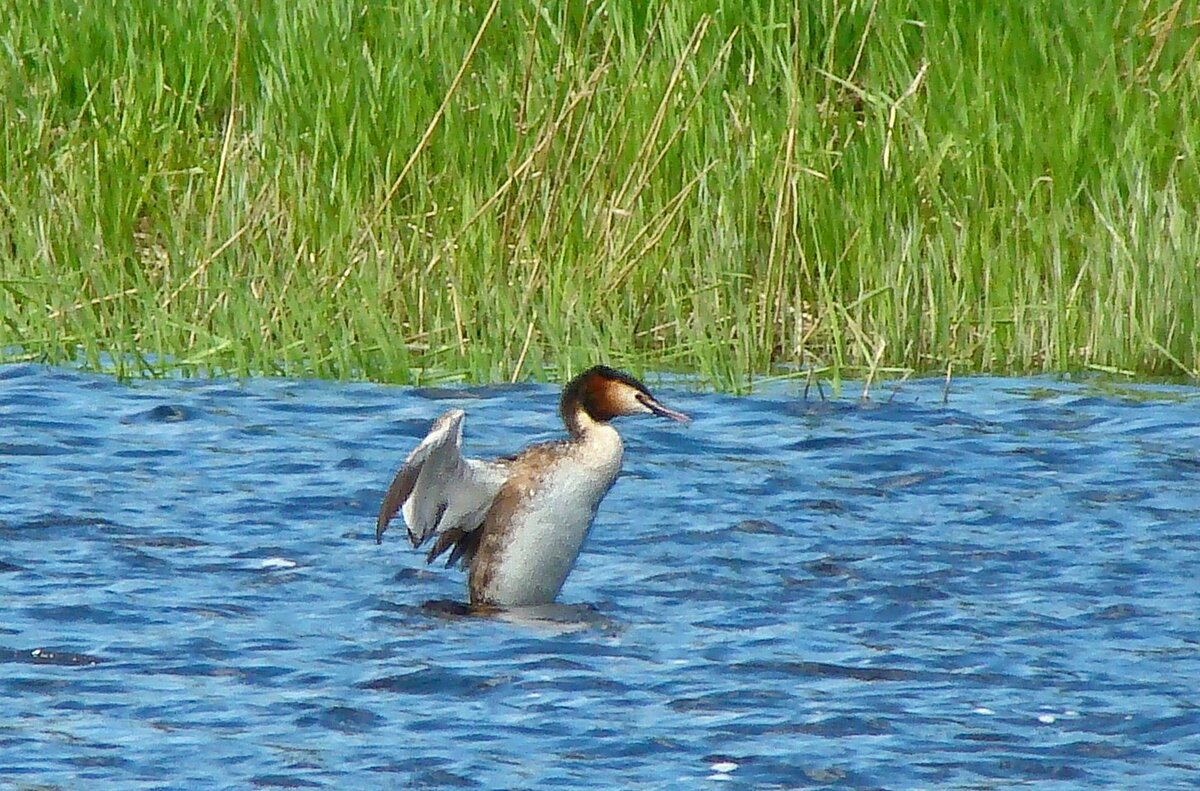 чомга или большая поганка - gawrilа - dan чомга или большая поганка - gawrilа - dan