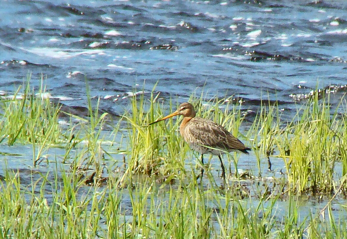 большой веретенник - gawrilа - dan