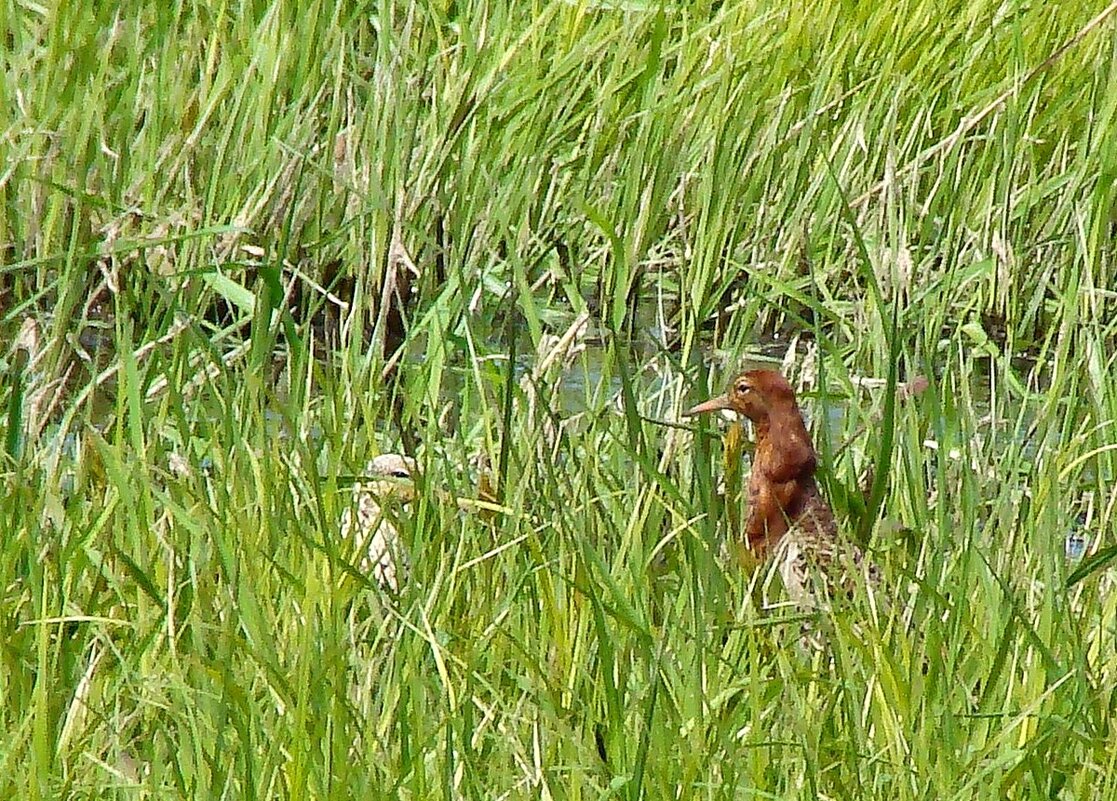 турухтаны - gawrilа - dan