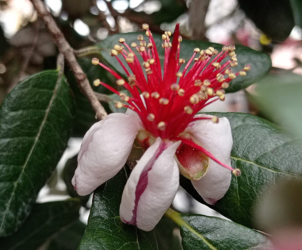 Московское фейхоа - Александр Чеботарь