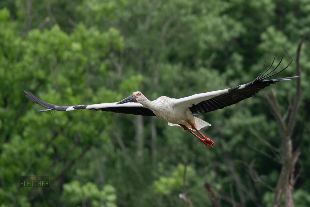 ... - Сергей Флетчер