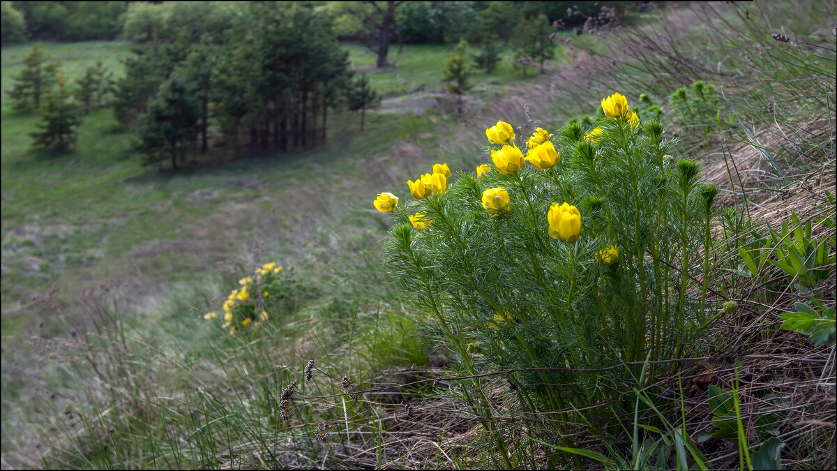 Майский букет - **** vedin